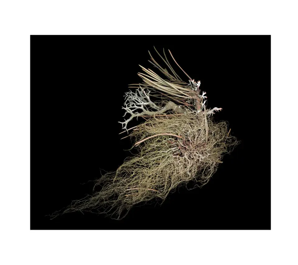 exposition nous sommes lichen